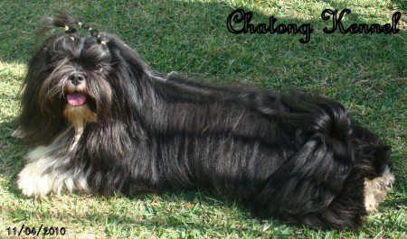 ***Chatong's Liitlle Susie***